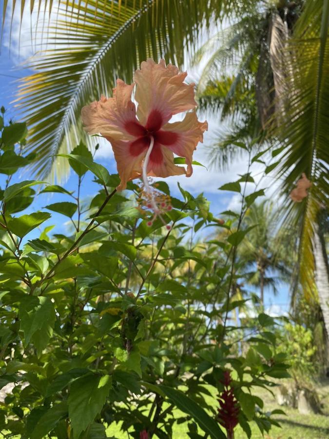 Jungle Bluff Beach Paradise - Jungle House Bocas del Toro Buitenkant foto