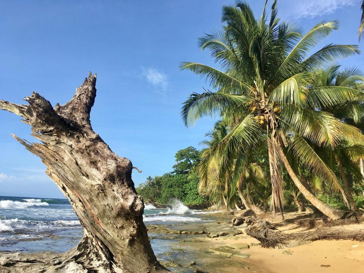 Jungle Bluff Beach Paradise - Jungle House Bocas del Toro Buitenkant foto